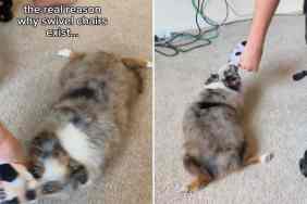 dog swivel chair playtime