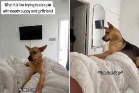 rescue dog video
