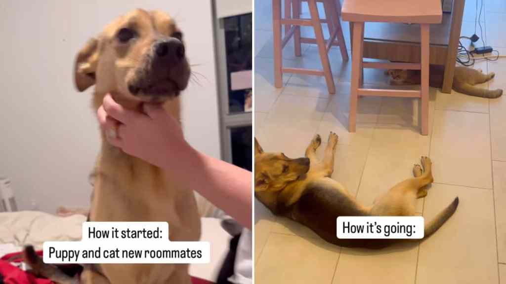 rescue dog cat video