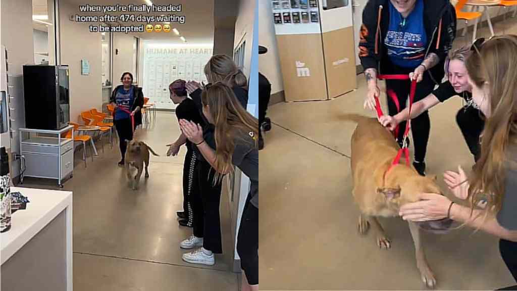 Video: 'Longest Resident' Shelter Dog Gets Loving Farewell Post Adoption
