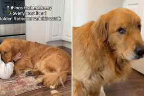 overly emotional dog