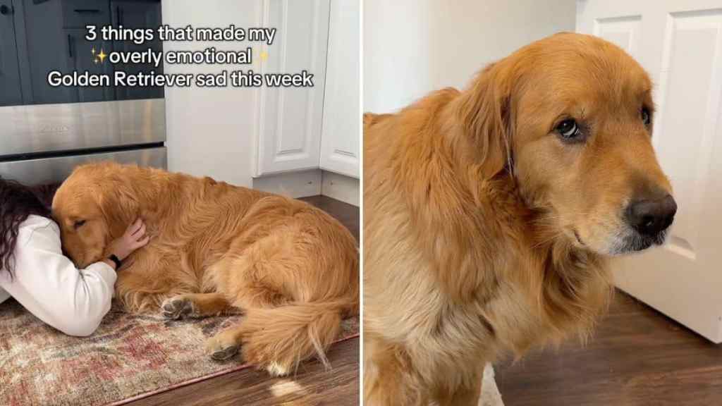 overly emotional dog