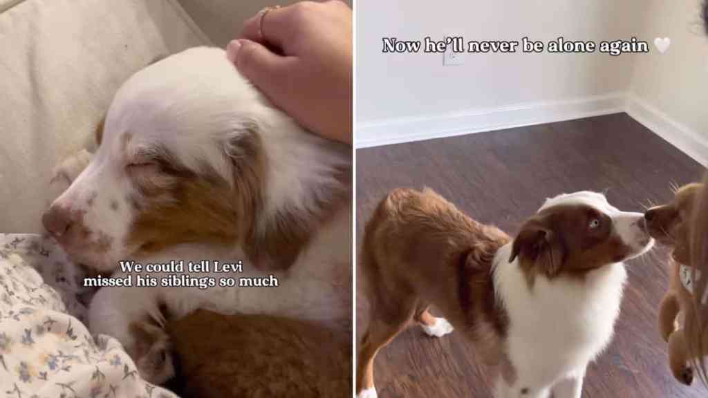 Video: Deaf Dog in Need of ‘Buddy’ Gets Furry Sibling as Surprise