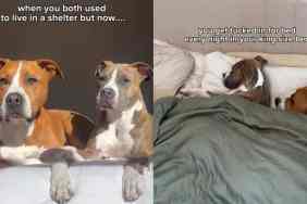 Rescue Dogs Live 'Rags to Riches' Life in Heartwarming Video
