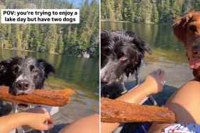 dogs play fetch video