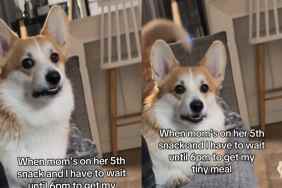 Dog watching owner eating snacks.