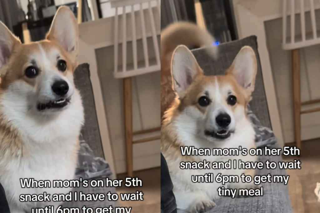 Dog watching owner eating snacks.