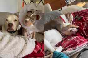 Video of Pit Bull with foster puppy.