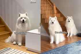 Dogs staring at owner.