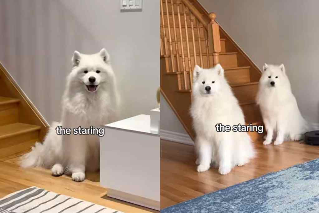 Dogs staring at owner.