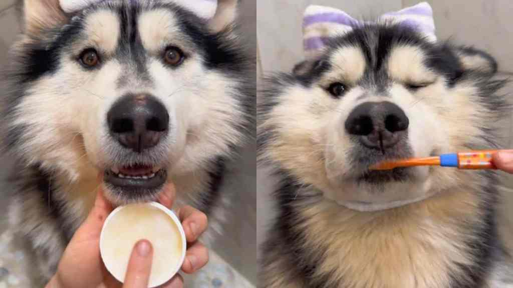 Foster Dog's Bath Video Ends With a Cute Surprise