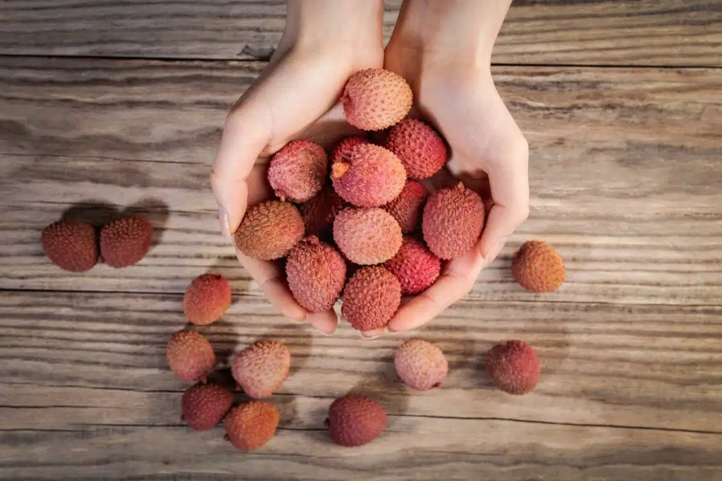 A girl holds a cluster of lychee fruit, which dogs can eat but shouldn't due to potential risks of gastrointestinal blockages and effects on glucose levels.