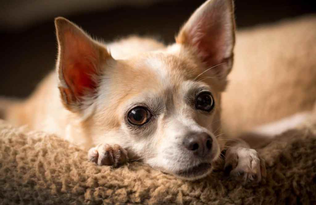 Photograph of a tan and white Chihuahua, a dog breed naturally more prone to having open fontanel.