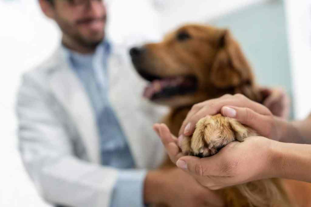 A vet looks at a Golden Retriever's paws and skin during an exam, an important step in diagnosis for cyanosis in dogs.