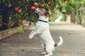 Jack Russell Terrier rearing up to get mandarin.