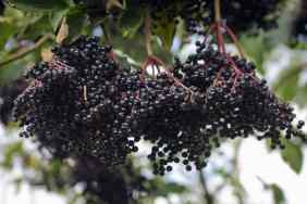 Close-up of elderberries on a tree.