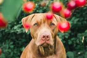 A chocolate colored dog looks longingly at cherries on a tree, which are not safe for dogs.