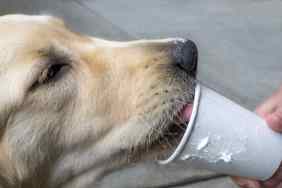 A golden retriever dog as he drinks a frothy milky drink from a hand held paper cup.
