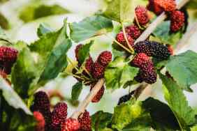 Ripe mulberries on mulberry tree
