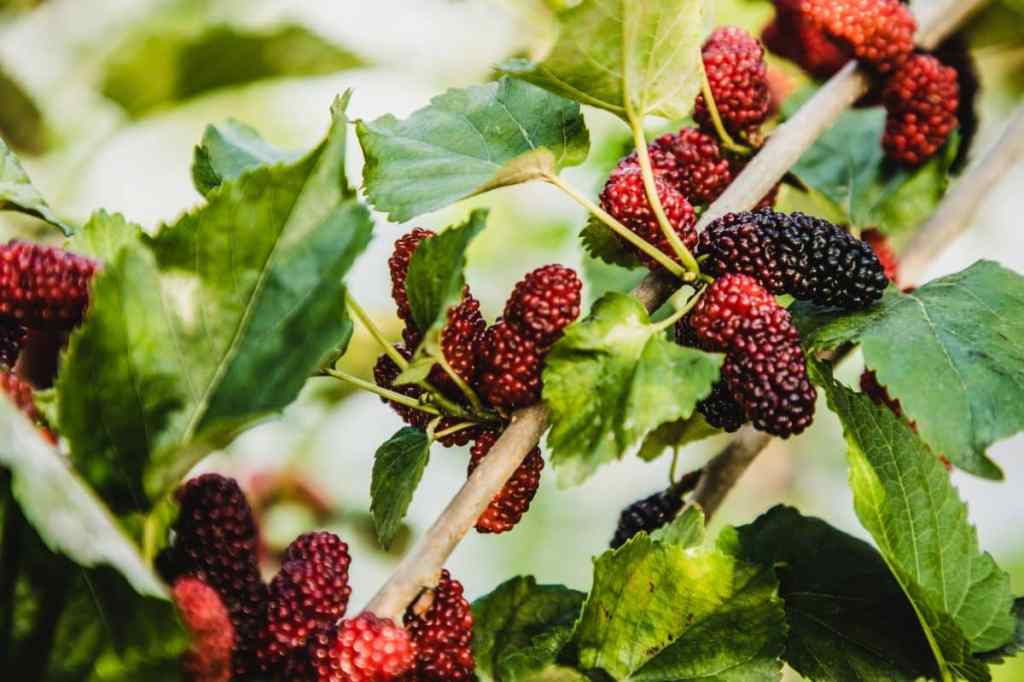 Ripe mulberries on mulberry tree