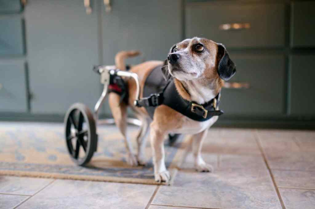 A small beagle mix dog with lower spinal damage causing paralysis enjoys daily life, using a dog wheelchair for getting around easier.