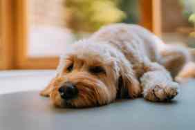 Goldendoodle laying on the ground.