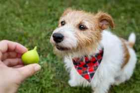 Hand giving a fig to a cute dog in the grass.
