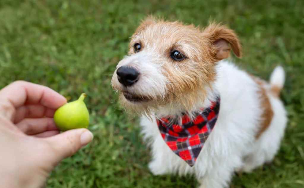 Hand giving a fig to a cute dog in the grass.
