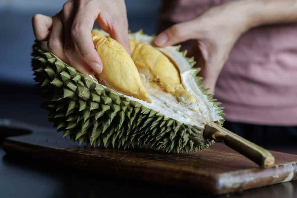 A person is carefully opening a fresh durian fruit to reveal its soft, yellow flesh inside. The spiky green shell is partially peeled back, exposing the creamy, custard-like segments of the fruit.