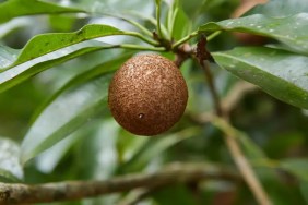 Close-up of unripe Sapodilla fruit, which can be safe for dogs to eat if properly prepared, growing on tree