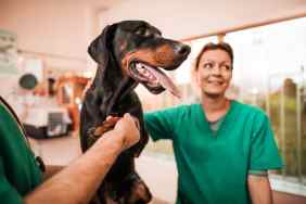 Veterinarians performing a medical exam on black Doberman, a dog breed more prone to inherited platelet defects which can cause thrombocytopenia.