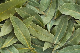 A photo of a collage of bay leaves, which dogs are not safe for dogs to eat.
