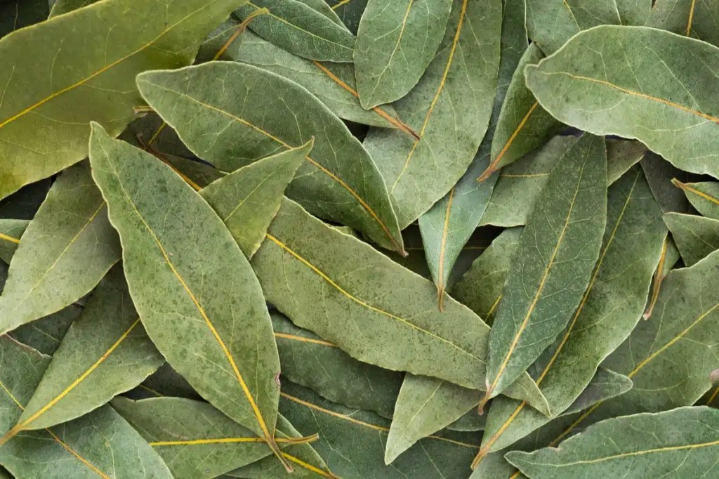 A photo of a collage of bay leaves, which dogs are not safe for dogs to eat.