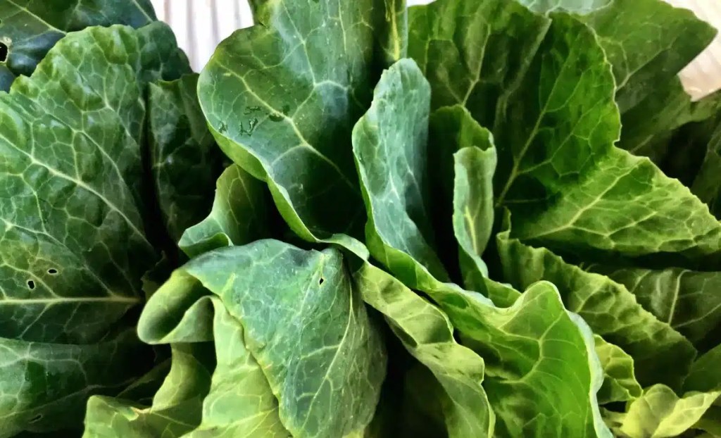 A closeup photo of fresh, leafy collard greens which can be safe for dogs in small bites.