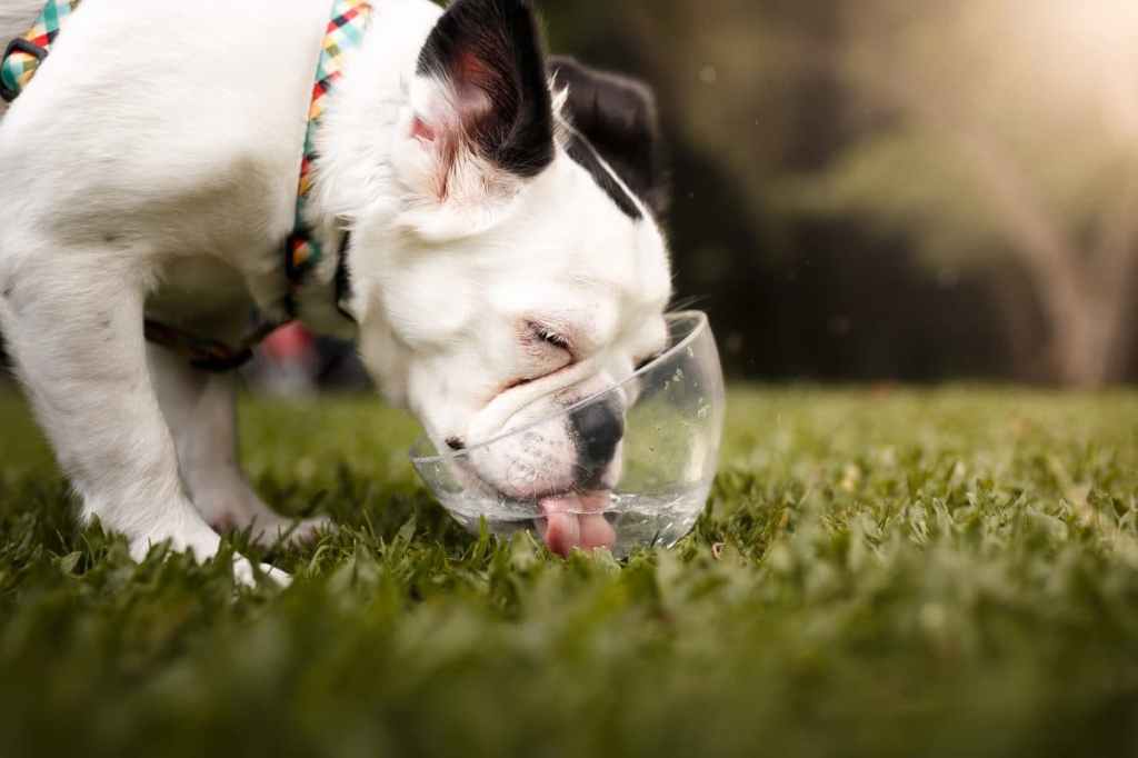 A cute rare hairy French bulldog drinking water at the park.