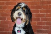 A tri-colored Bernedoodle sits against a red brick wall.