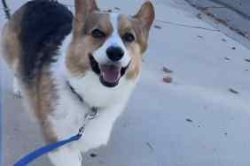 Dog surprise walk.