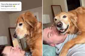 dog cute video