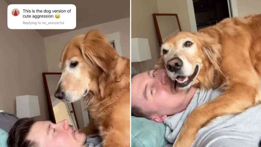 dog cute video