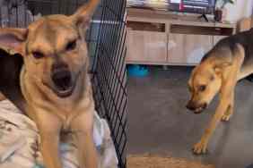 Owner Compiles Rescue Dog's Unique Smiles in Cute Video