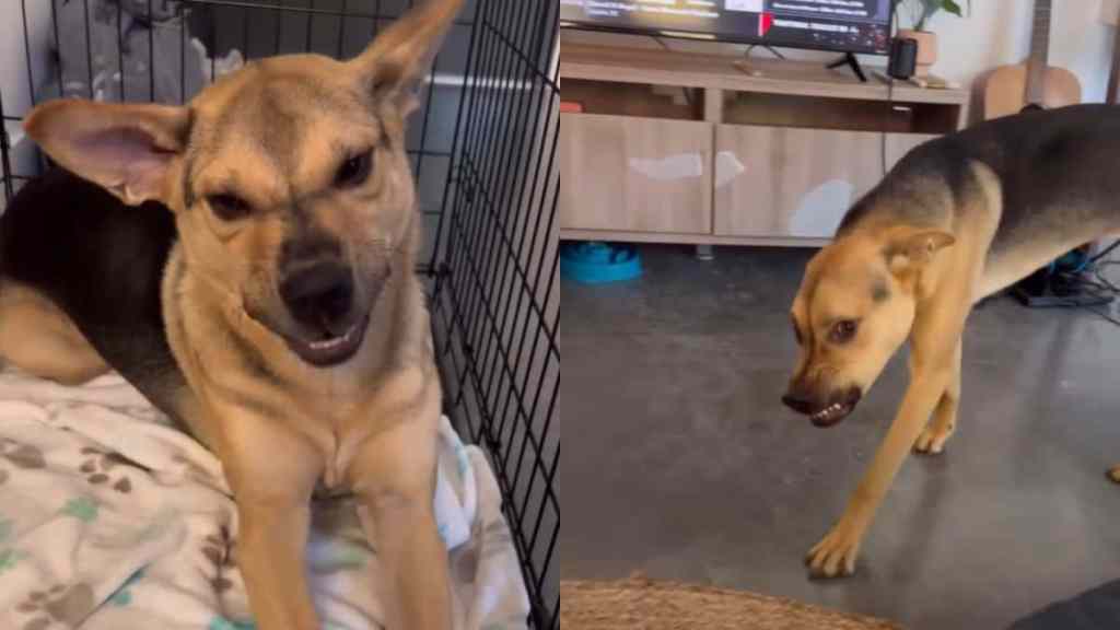 Owner Compiles Rescue Dog's Unique Smiles in Cute Video