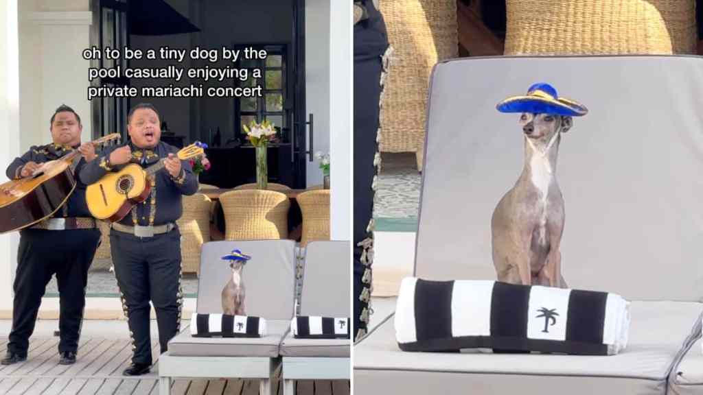 tiny dog enjoys private concert video