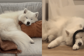 dog sleep weird things