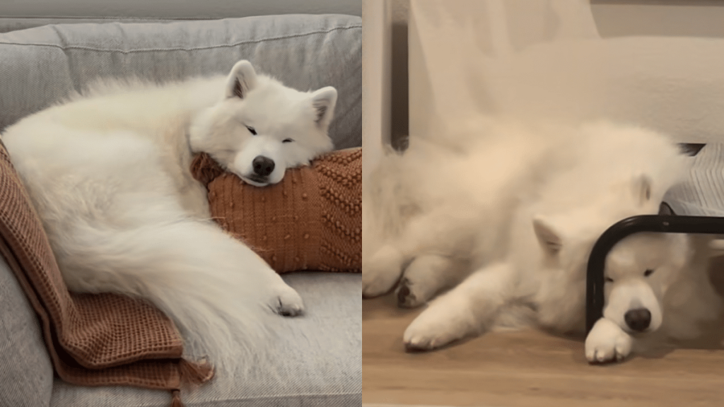 dog sleep weird things