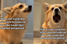 dog strict instructions video