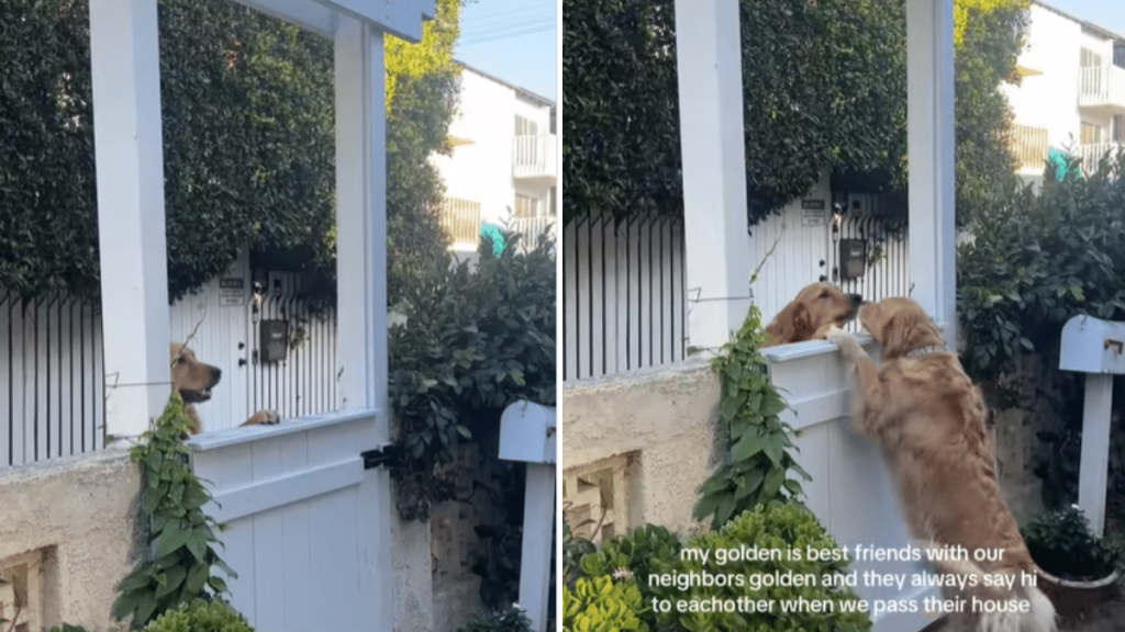 golden retriever viral video