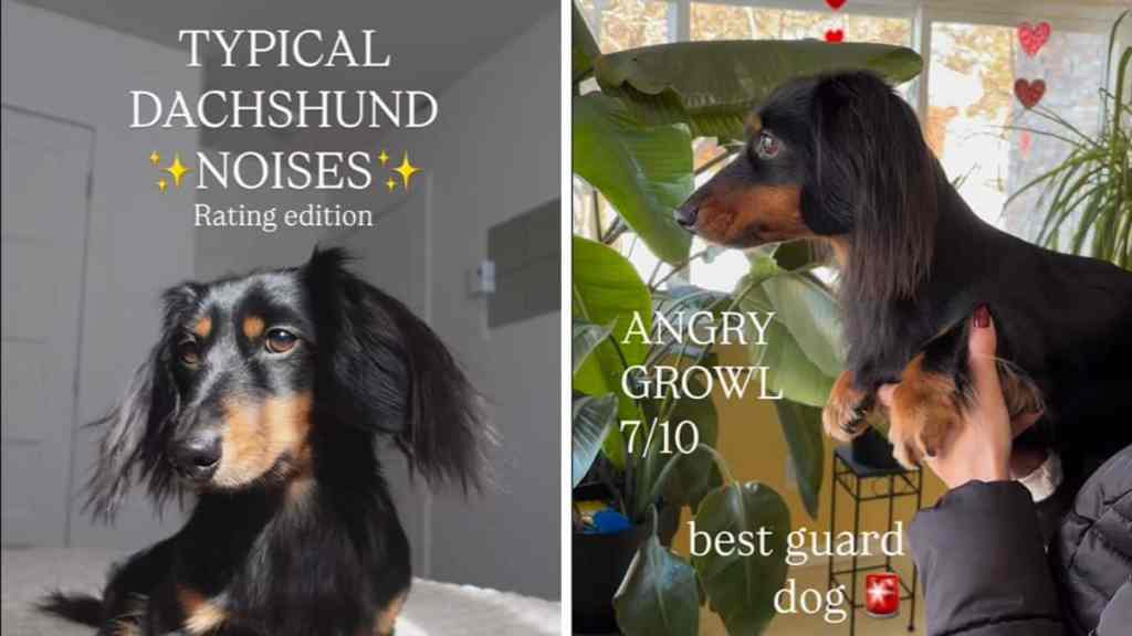 dog owner rates Dachshund noises