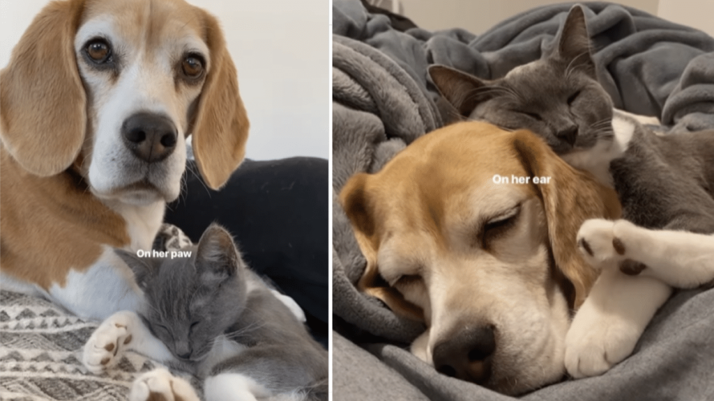 dog and cat video