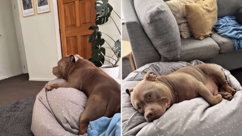 American Bully dog video