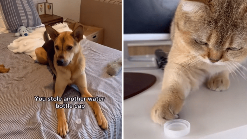 funny dog and cat video
